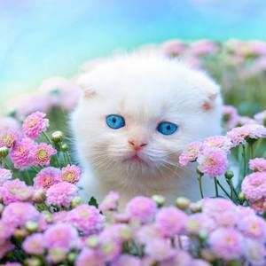 Meet your Posher, Charlene